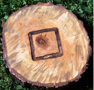 SmokinLicious® uses the heartwood of the tree which we have outlined&nbsp; on our tree slice! The bark and outter rings are not used in our products!
