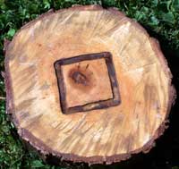 SmokinLicious® uses the heartwood of the tree which we have outlined&nbsp; on our tree slice! The bark and outter rings are not used in our products!